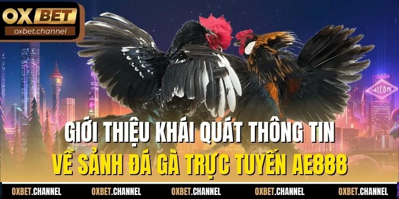 Giới thiệu khái quát thông tin về sảnh đá gà trực tuyến AE888