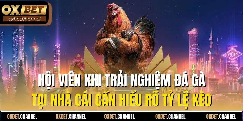 Hội viên khi trải nghiệm đá gà tại nhà cái cần hiểu rõ tỷ lệ kèo